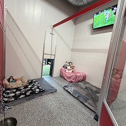 Extra Large Premium Suite with private yard