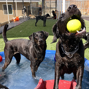 Penticton Pet Play Outdoors